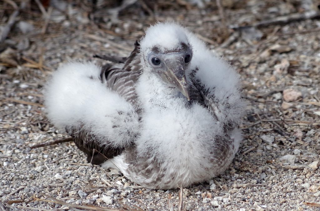 nazcaboobychick_1002_10032016_1200x795_90