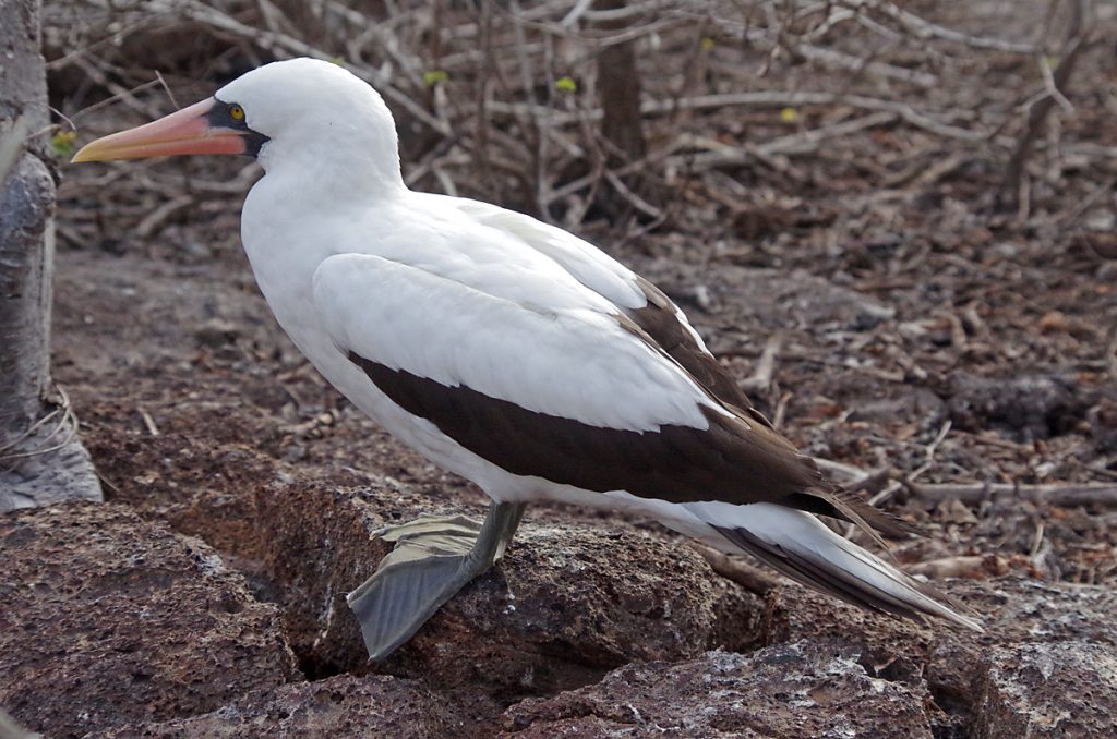 nazcabooby_1016_10032016_1200x795_90