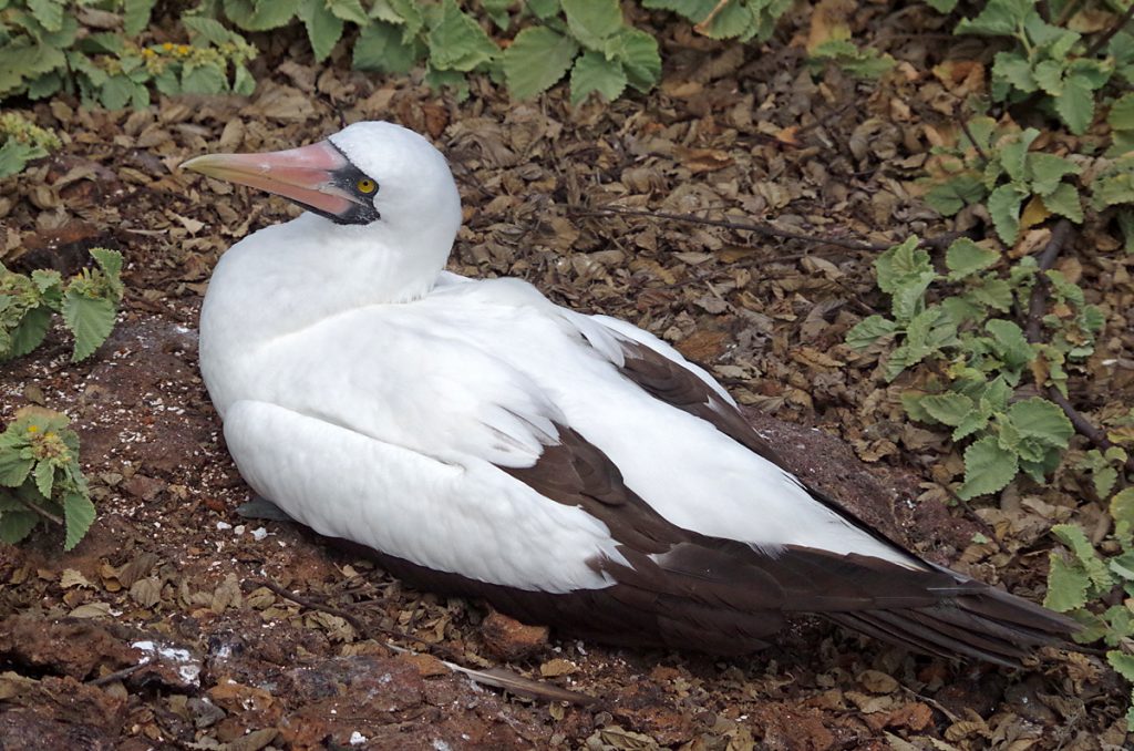 nazcabooby_1096_10032016_1200x795_90