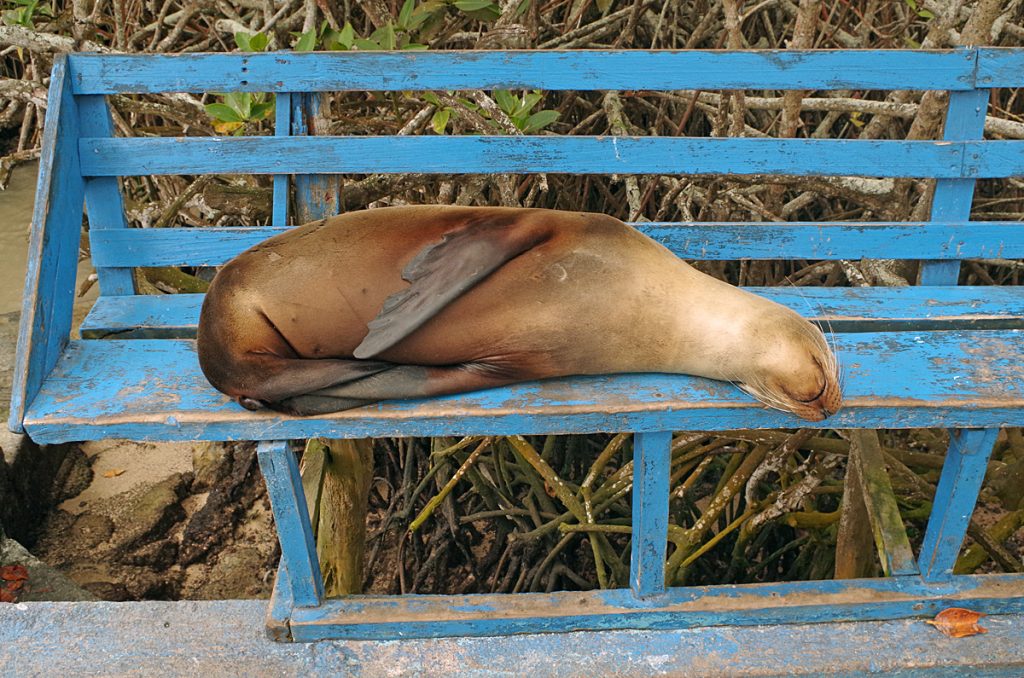 parkbench_sealion_2069_10072016_1200x795_90