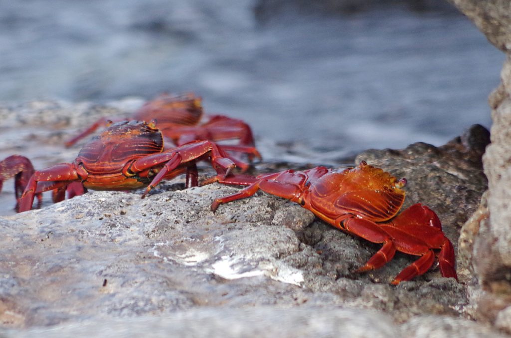 sallylightfootcrabs_0918_10022016_1200x795_90