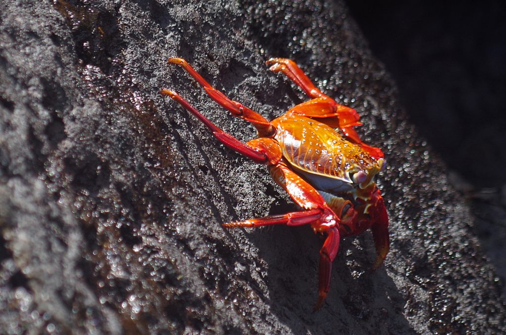 sallylightfoot_1212b_10032016_1200x795_90