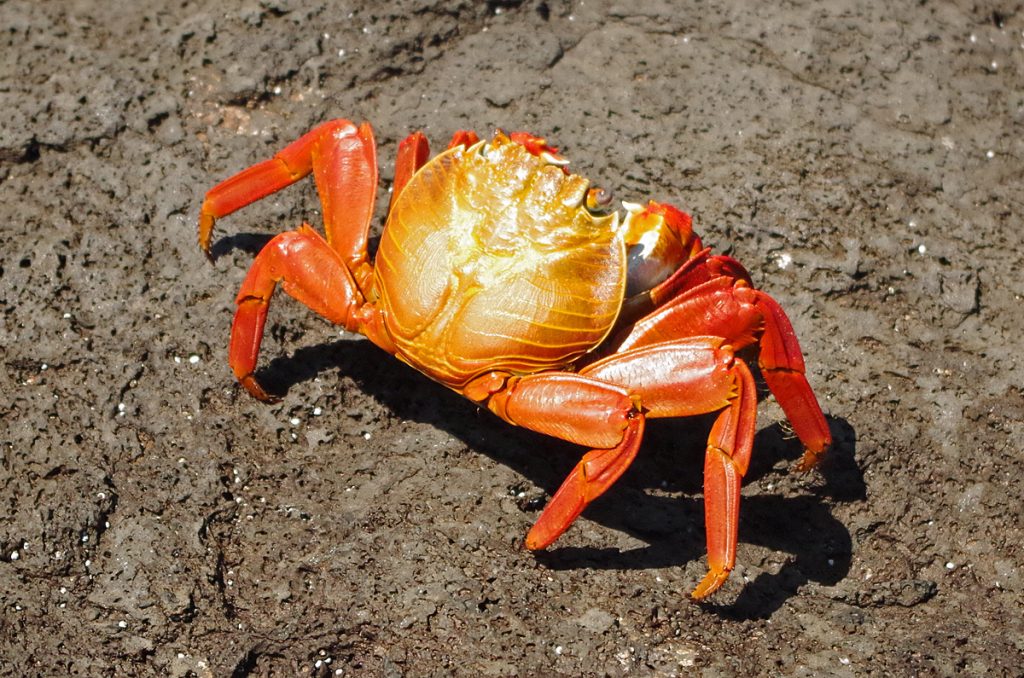 sallylightfoot_1987_10062016_1200x795_90