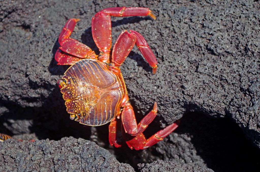 sallylightfoot_lavaflow_1350_10042016_1200x795_90