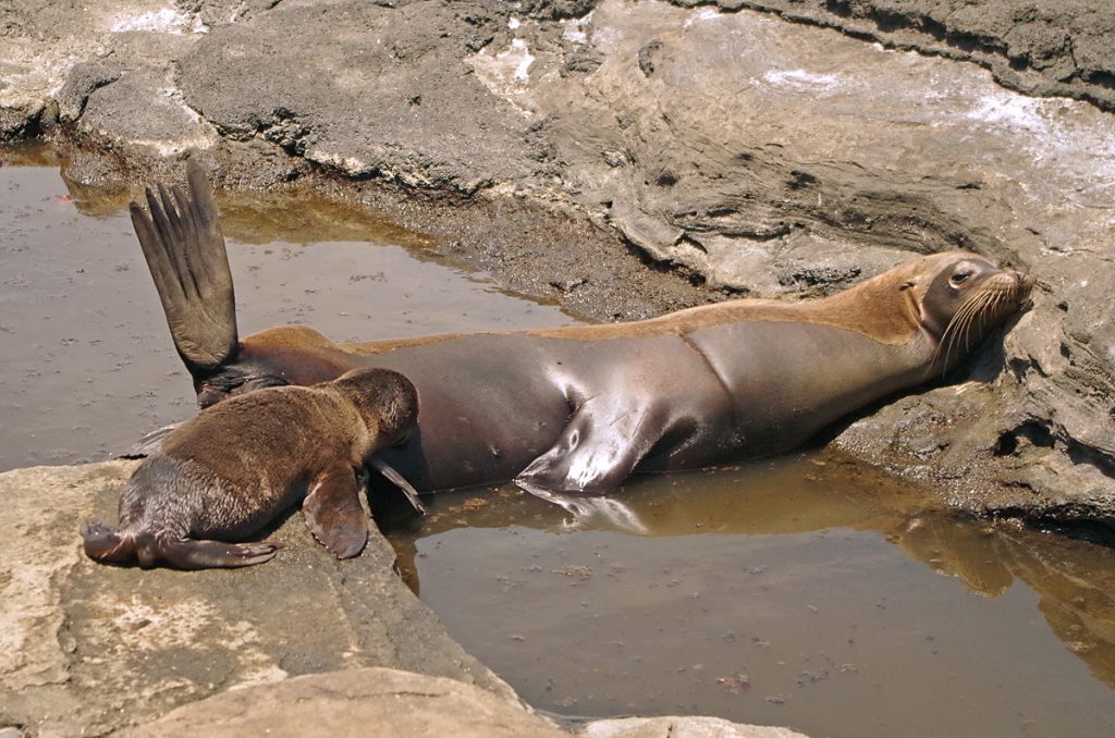 sealionnursing_1924_10062016_1200x795_90