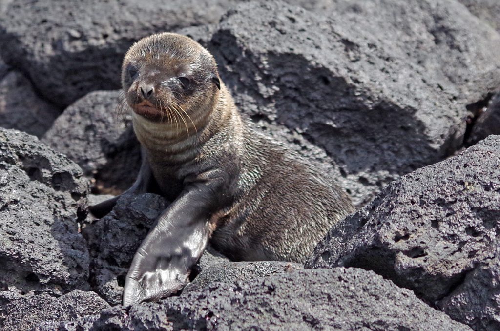 sealionpup_0841_10022016_1200x795_90