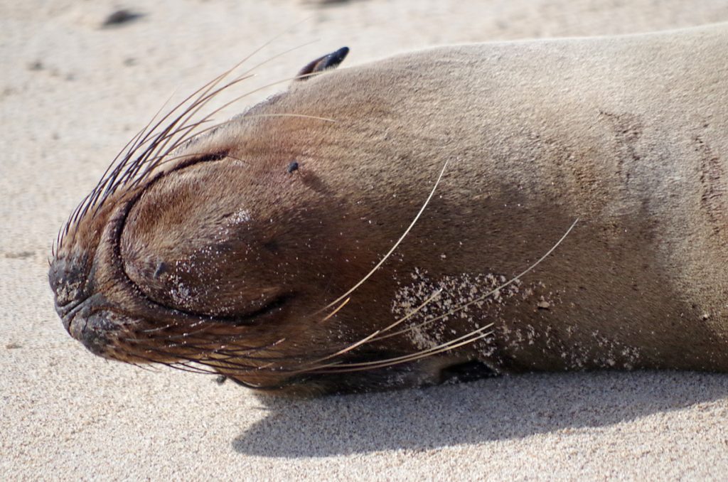 sealion_0808_10022016_1200x795_90