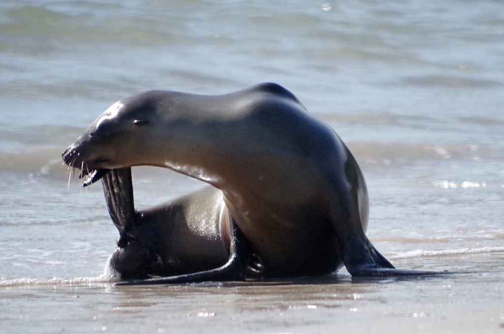 sealion_0815_10022016_1200x795_90