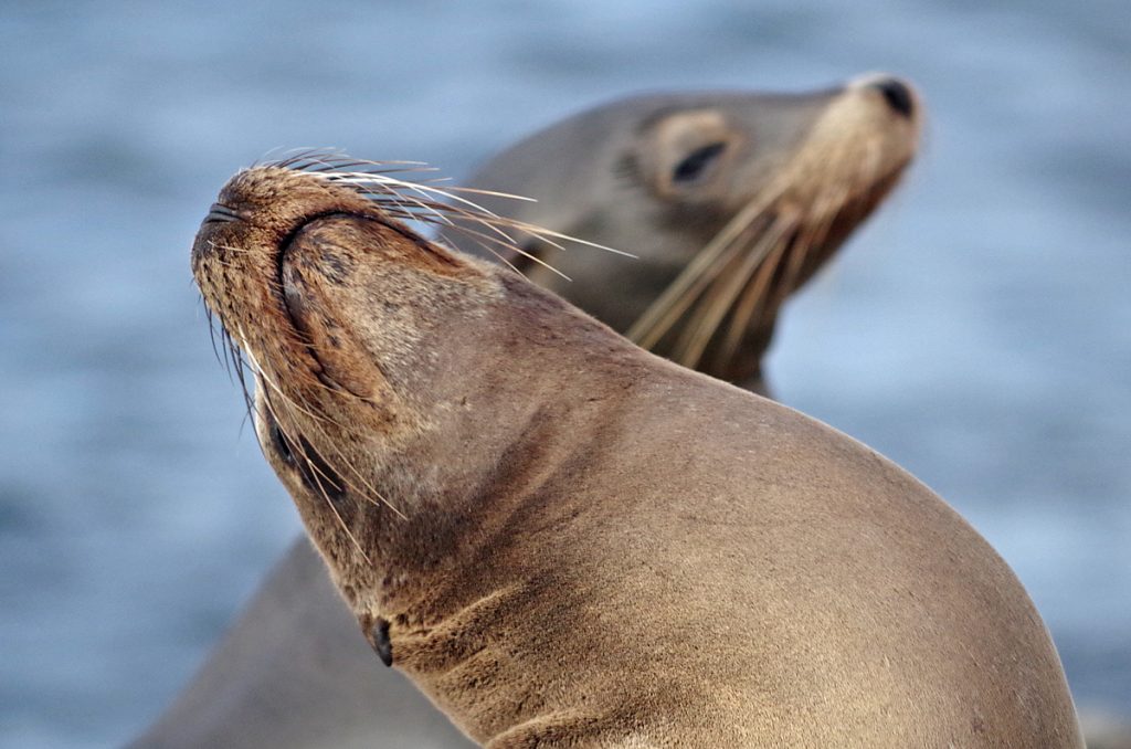 sealions_0913_10022016_1200x795_90