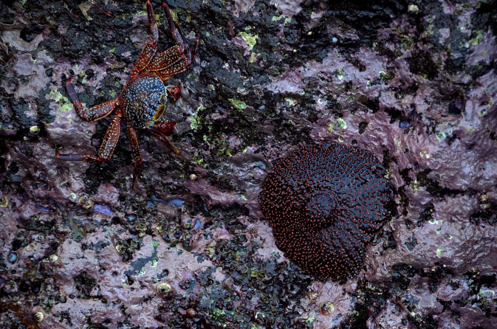 seaurchin_sallylightfoot_1605_10052016_1200x795_90