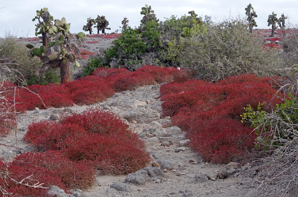 shrubs_cacti_0930_10022016_1200x795_90