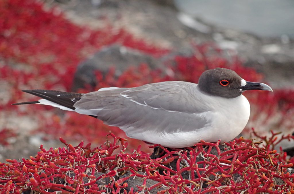 swallow-tailedgull_0965_10022016_1200x795_90