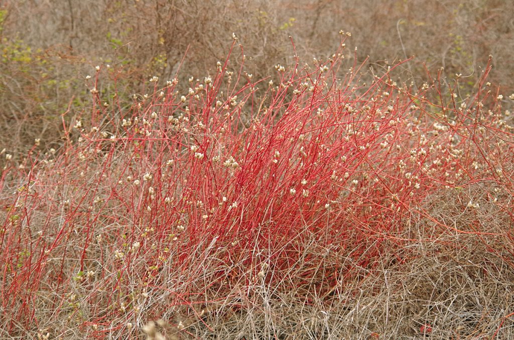 trailview_1909_10062016_1200x795_90