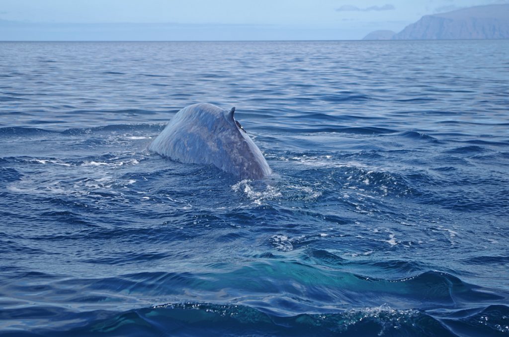 whalesighting_1332_10042016_1200x795_90