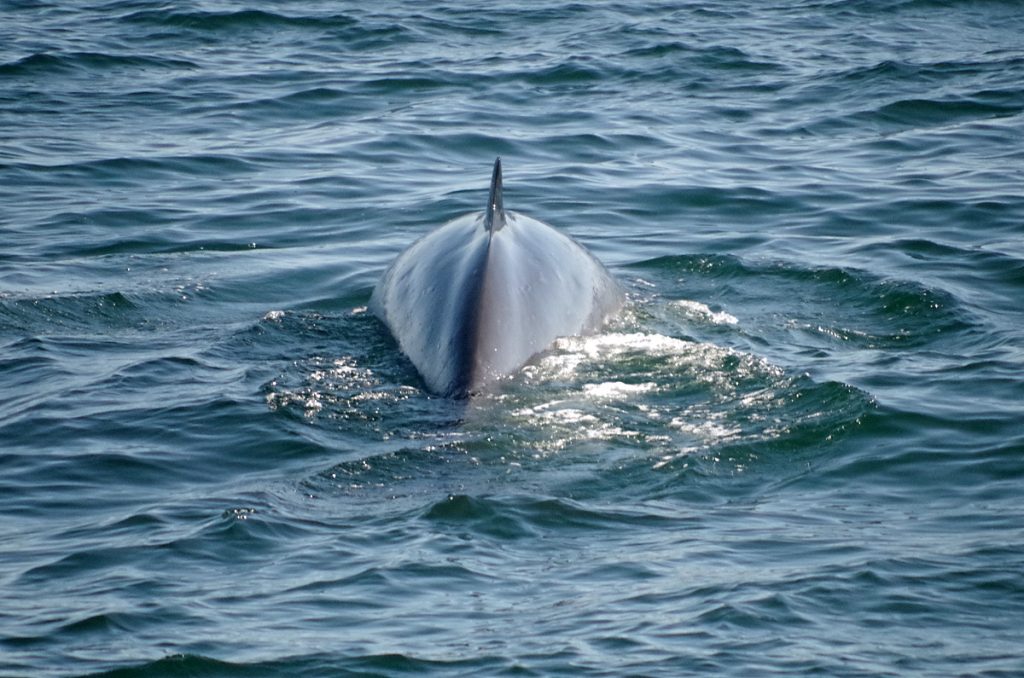 whale_1744_10052016_1200x795_90