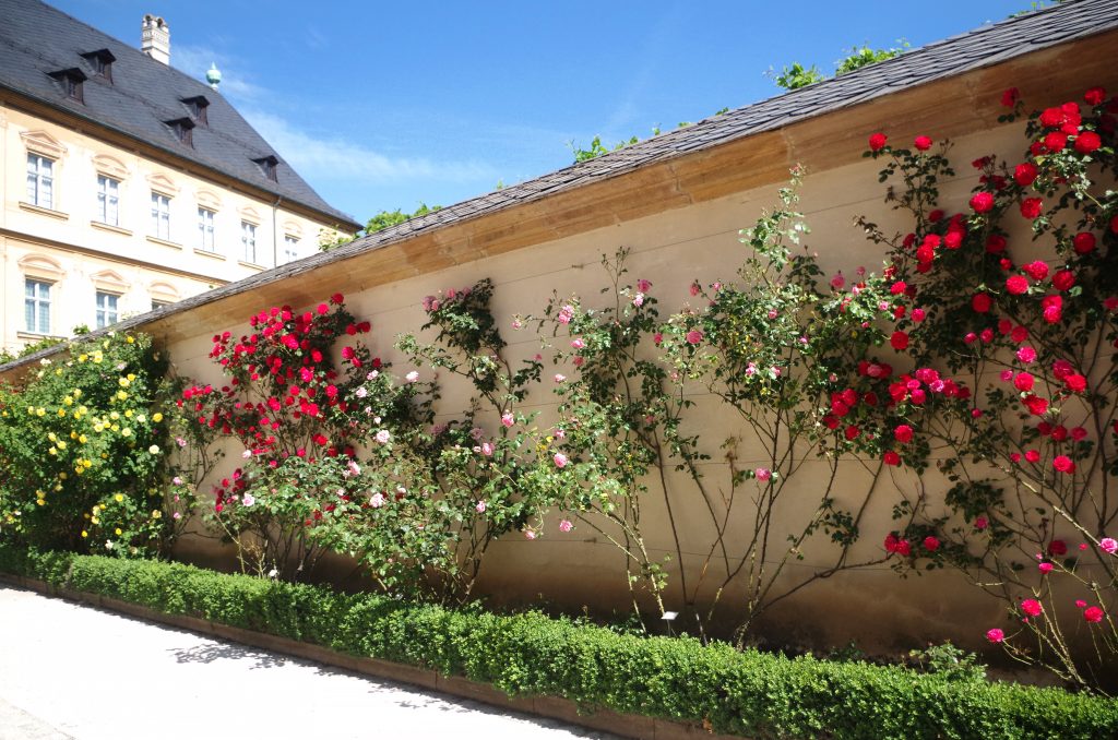 Rose wall at the Neue Residenz in the Old City, Bamberg