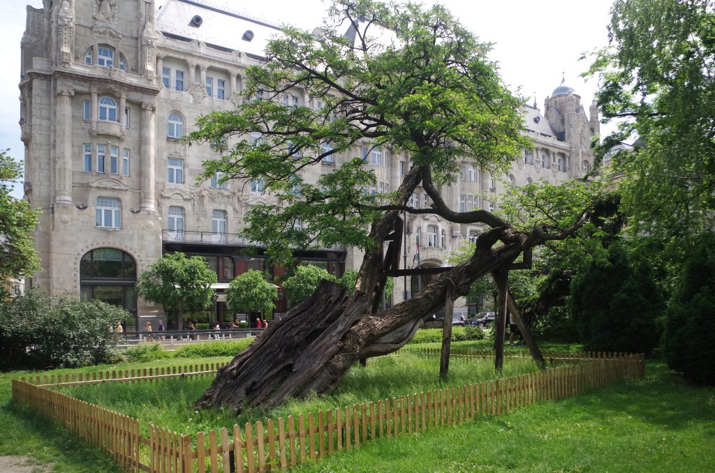 Ancient black locust tree in park, Budapest