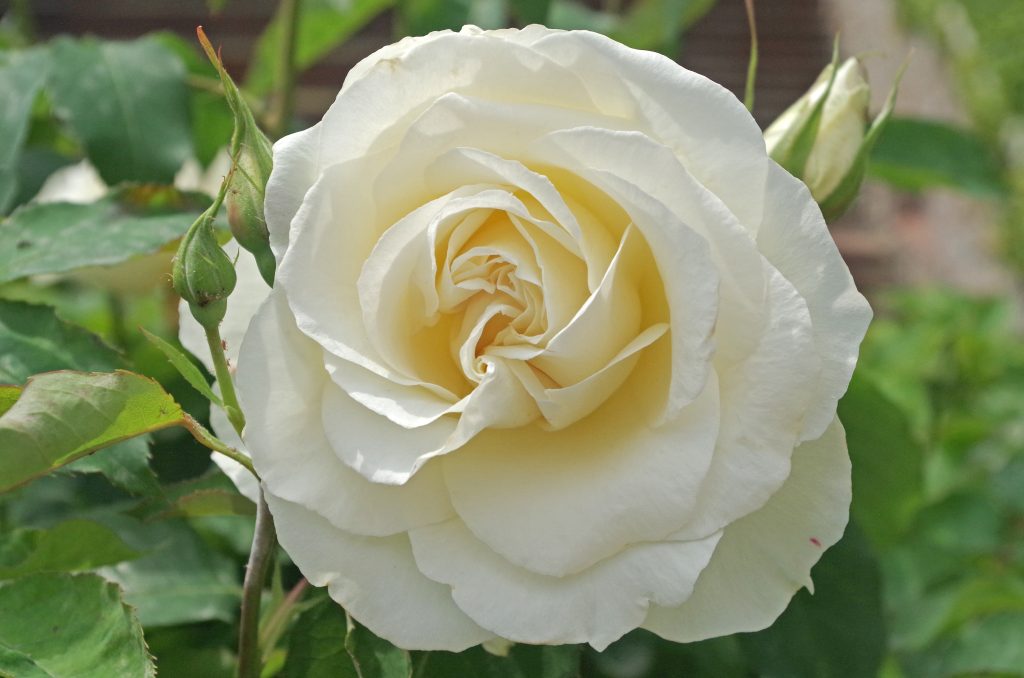 A white rose in Budapest