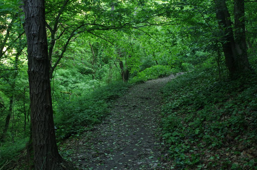 The start of my hike in Dürnstein