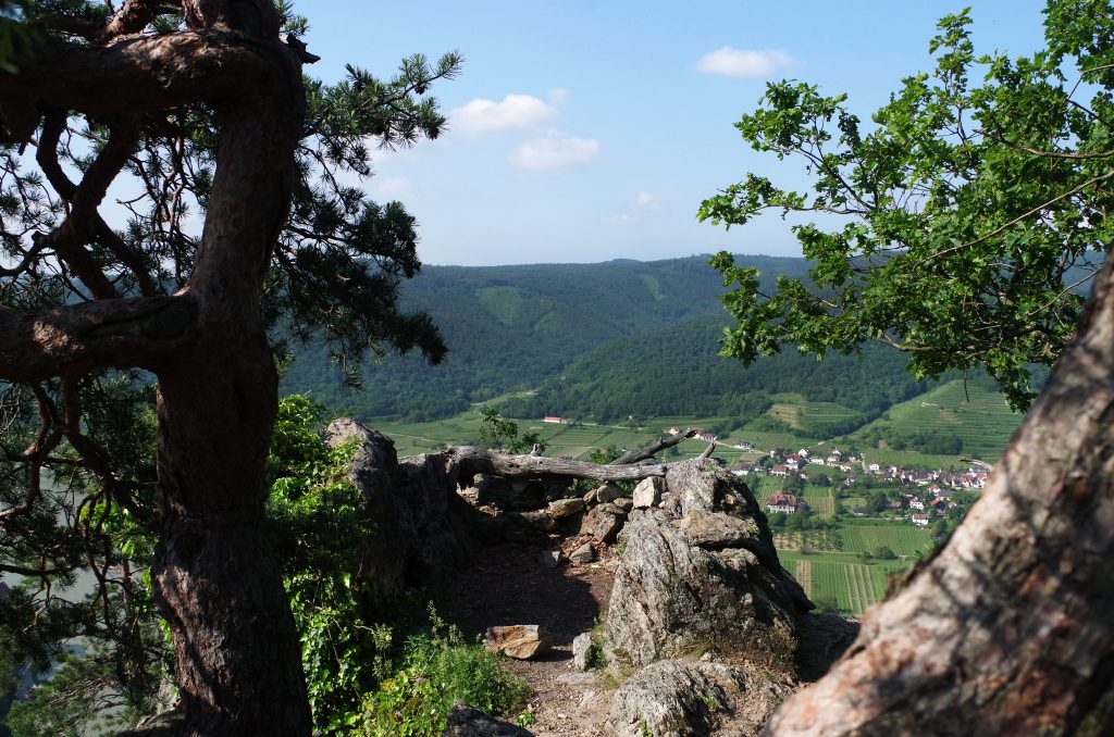 The summit of my morning hike in Dürnstein