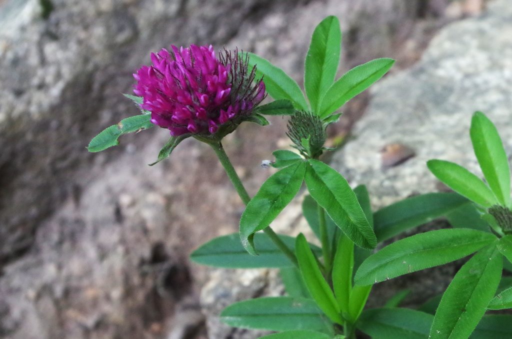 Wildflowers along the way of my hike in Dürnstein