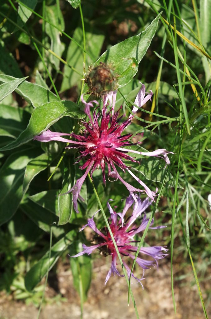 Wildflowers along the way of my hike in Dürnstein