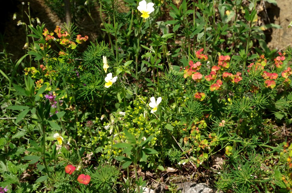 Wildflowers along the way of my hike in Dürnstein