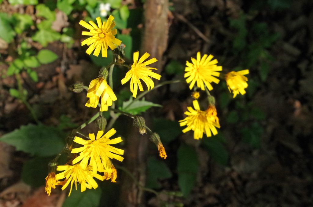 Wildflowers along the way of my hike in Dürnstein