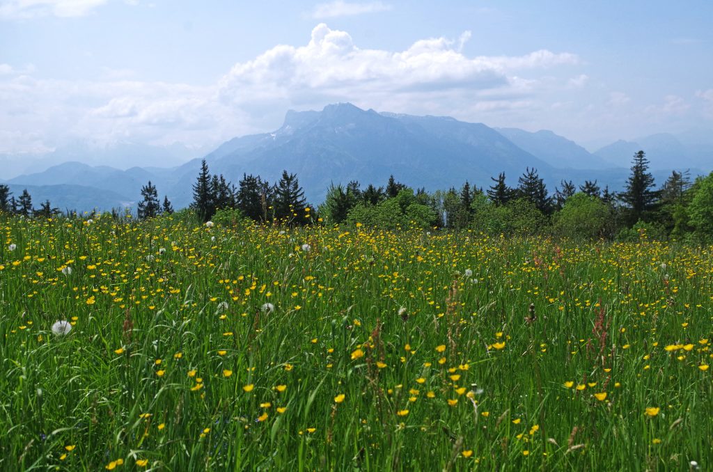 Can you hear that the Hills Are Alive?