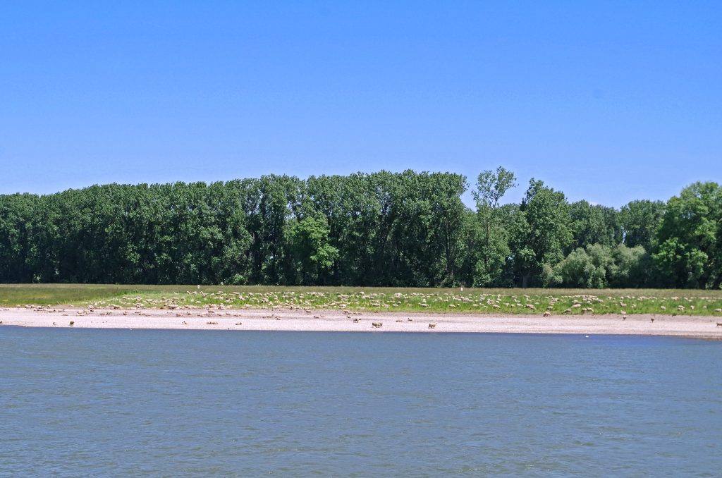 Sheep grazing along the Rhine near Cologne