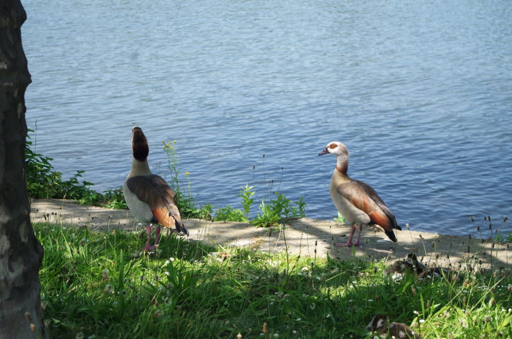 Nile geese along the river.