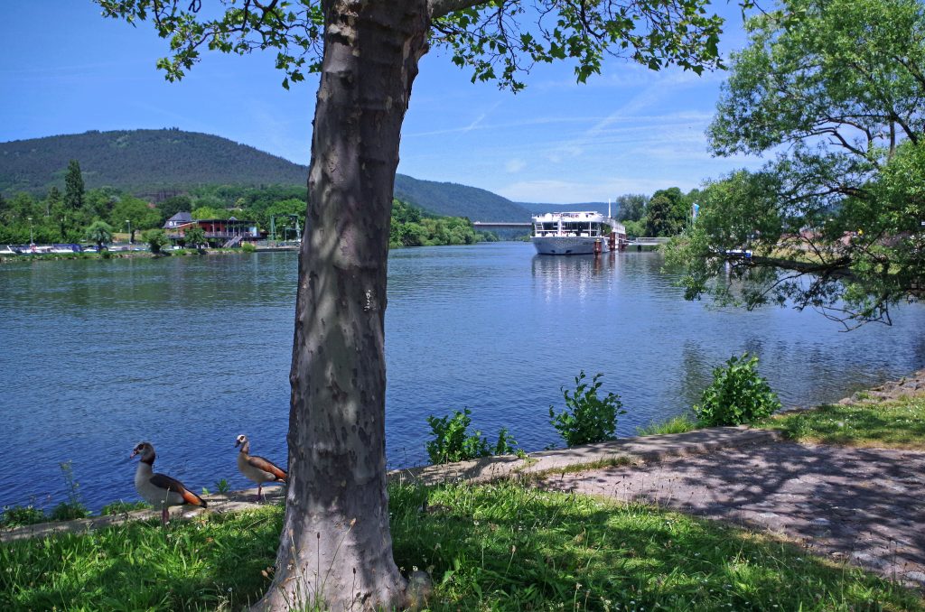 Nile geese along the river.