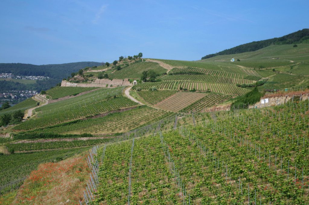 Gondola over the vineyards, Rüdesheim