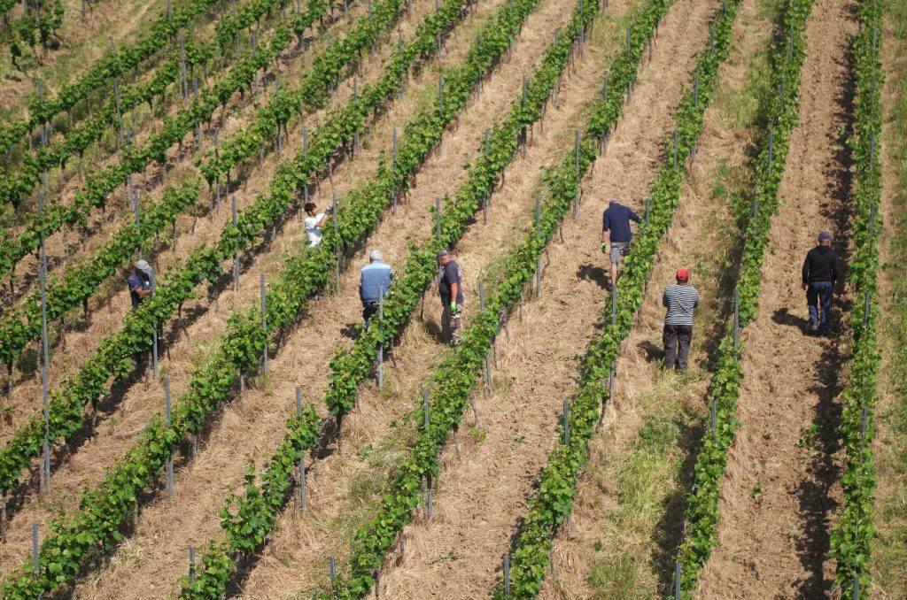 Gondola over the vineyards, Rüdesheim