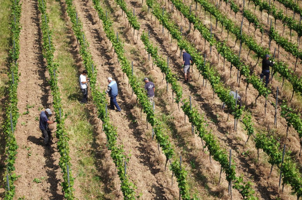 Gondola over the vineyards, Rüdesheim