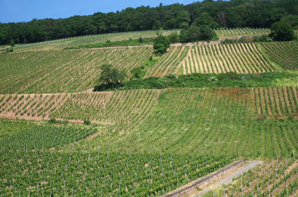 Gondola over the vineyards, Rüdesheim