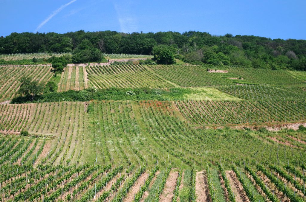 Gondola over the vineyards, Rüdesheim